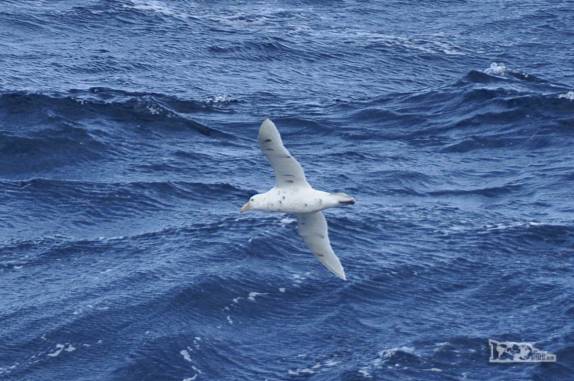 Um giant petrel nos acompanha em alto mar, entre Falkland e Geórgia do Sul